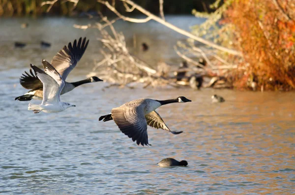 Dos gansos y una gaviota volando bajo sobre el estanque de otoño —  Fotos de Stock