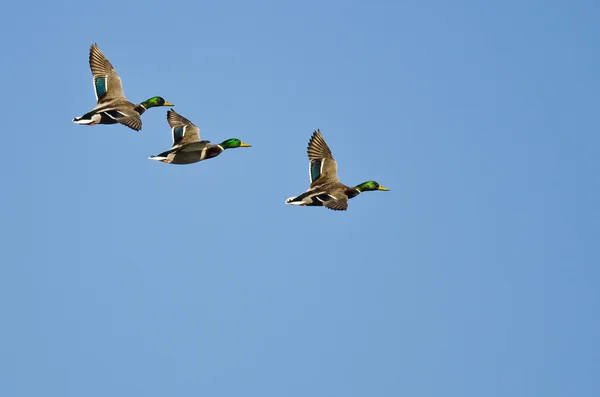 三只野鸭在蓝天中飞翔 — 图库照片