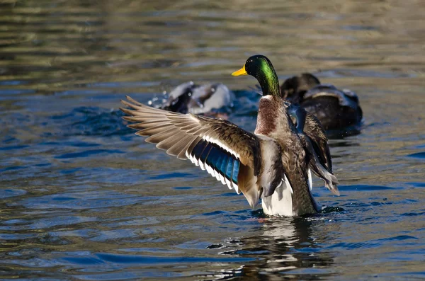 Mallard Duck Stretching Its Wings on the Water — Stock Photo, Image