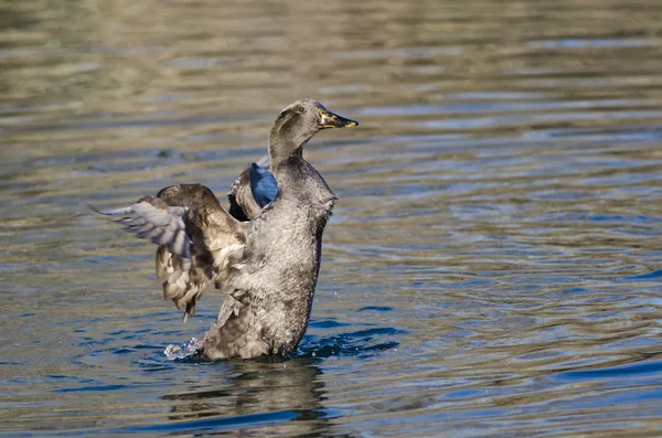 American Black Duck Stretching Its Wings on the Water — Stock Photo, Image