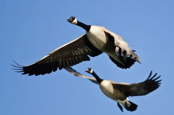 Two Canada Geese Flying in a Blue Sky — Stock Photo, Image