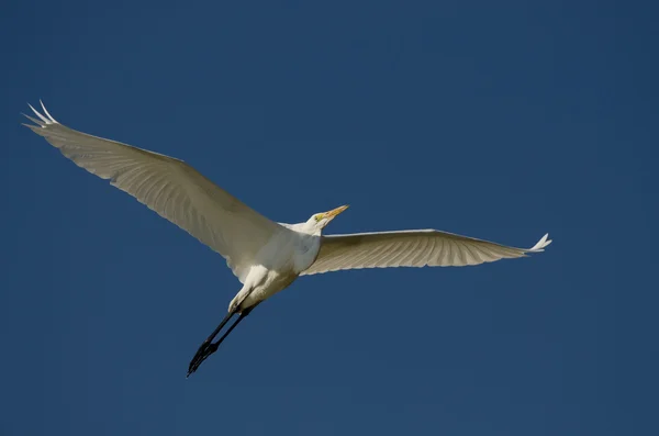 Volavka létání v modré obloze — Stock fotografie