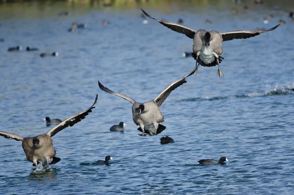 Kanadagäss kommer in för landning på vatten — Stockfoto