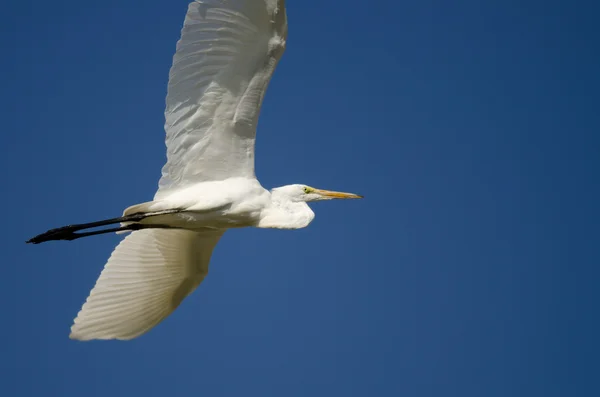 Μεγάλη Egret που φέρουν σε ένα μπλε ουρανό — Φωτογραφία Αρχείου