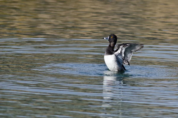Ringelhalsig streckt seine Flügel aus, während er auf dem Wasser ruht — Stockfoto
