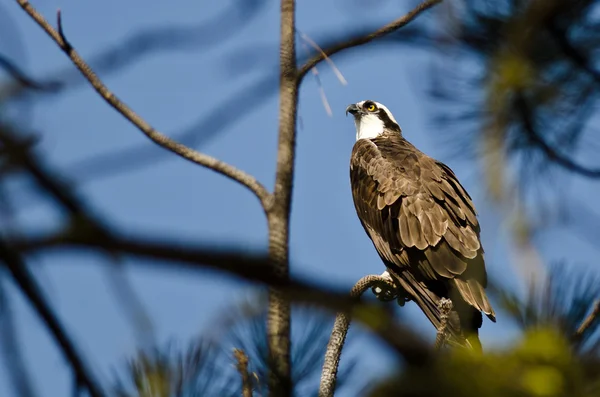 Osprey ült magas a fa — Stock Fotó