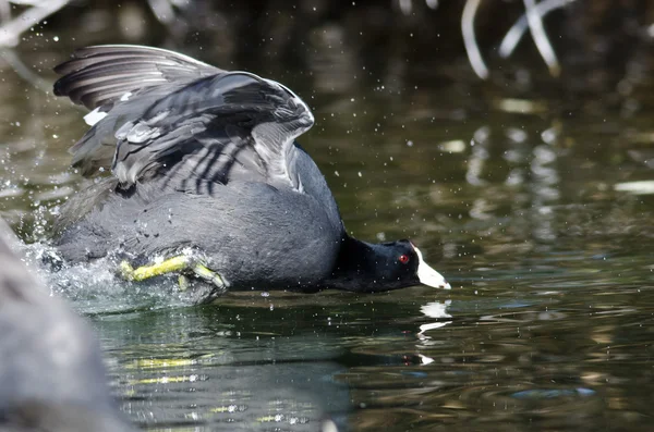 American Coot on the Attack — Stock Photo, Image