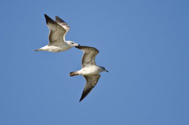 Çift Ring-Billed mavi gökyüzünde uçan martı