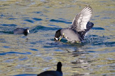 Suyun içinde mücadele iki Amerikan yaban ördeği