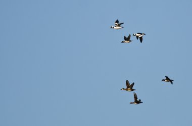 Mavi gökyüzünde uçan Bufflehead ördek sürüsü