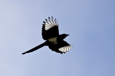 Parlak gün ışığı altında siyah gagalı Magpie kanat ile alev aldı.