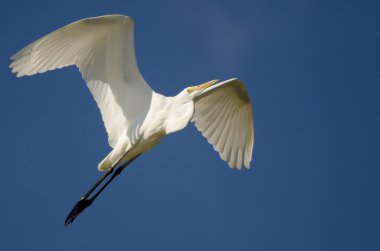 Büyük Akbalıkçıl Mavi Gökte Uçuyor