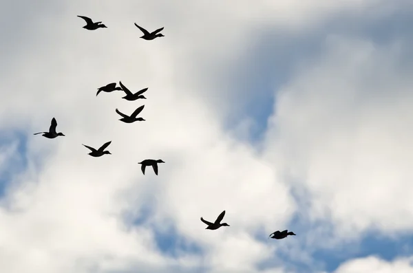 Stado kaczek sylwetki w zachmurzone niebo, jak pływają — Zdjęcie stockowe