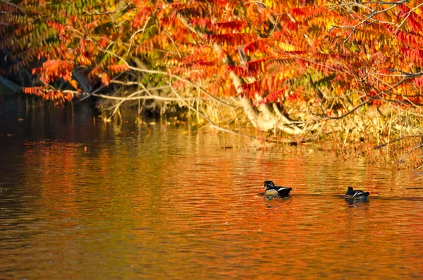 Пара деревянных уток, плавающих в пламени осеннего цвета — стоковое фото