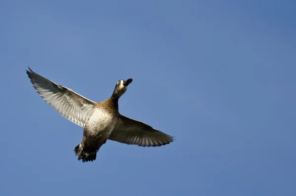 Weibliche Ringelhalsente fliegt in einem blauen Himmel — Stockfoto