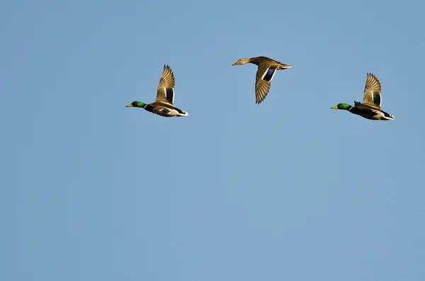 Trois canards colverts volant dans un ciel bleu — Photo