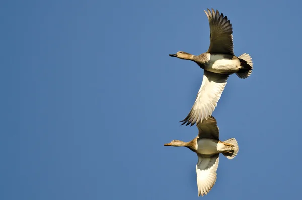 Paar Krakeend vliegen in een blauwe hemel — Stockfoto