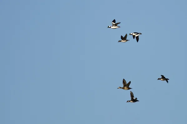 Bufflehead 오리 푸른 하늘에서 날고의 무리 — 스톡 사진