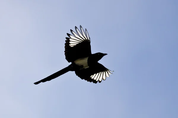 Magpie de bico preto com suas asas acendem-se sob a luz solar brilhante — Fotografia de Stock