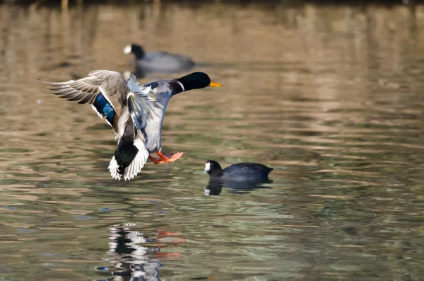 Mallard Duck přijíždí na přistání na vodě — Stock fotografie