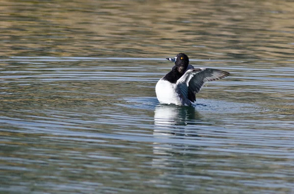 Ringelhalsig streckt seine Flügel aus, während er auf dem Wasser ruht — Stockfoto