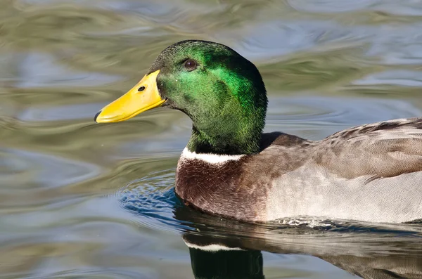 Perfil del pato macho Mallard mientras nada en el agua verde —  Fotos de Stock