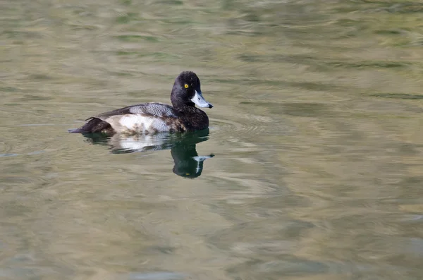 Mâle Fuligule nageant dans l'étang vert — Photo