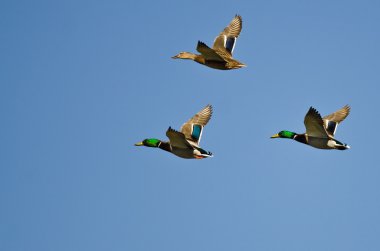 Üç Mallard Ördeği Mavi Gökte Uçuyor