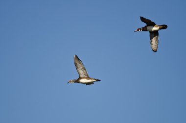 Bir çift ördek Mavi Gökte Uçuyor