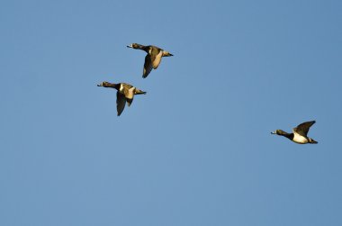 Üç Halkalı Boynlu Ördek Mavi Gökte Uçuyor