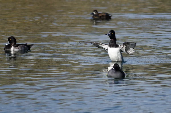 Ring-nyakú nyújtás a szárnyait, miközben pihen a vízen — Stock Fotó