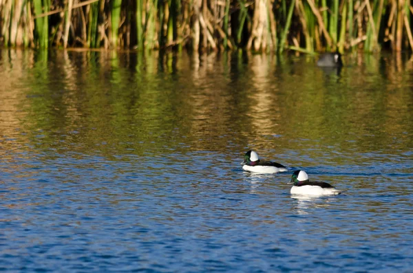 Zwei Büffelenten schwimmen im Herbstweiher — Stockfoto