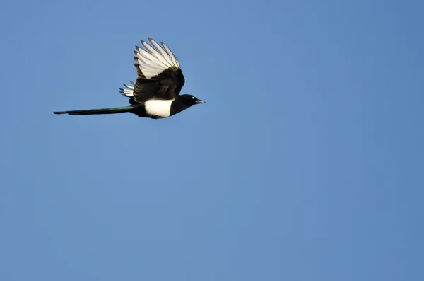 Black-billed Magpie Flying in a Blue Sky — Stock Photo, Image