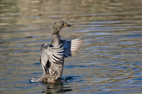 Canard noir américain étirant ses ailes sur l'eau — Photo