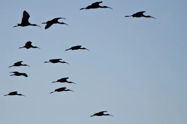 Flock of Silhouetted Ibis de cara blanca volando en un cielo azul —  Fotos de Stock