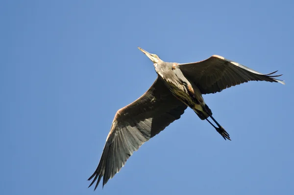 Great Blue Heron Flying in a Blue Sky — Stock Photo, Image