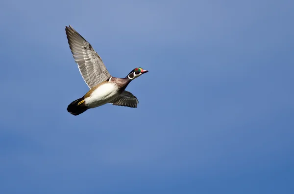 Pato de madeira masculino voando em um céu azul — Fotografia de Stock