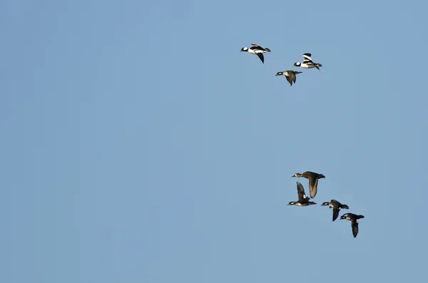 Troupeau de canards à tête plate volant dans un ciel bleu — Photo