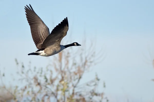 Canada Goose letí nízko nad podzimní rybník — Stock fotografie