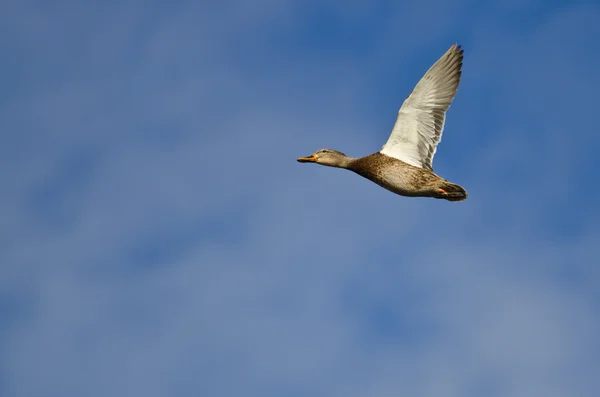 Mallard Duck Volando en un cielo azul — Foto de Stock
