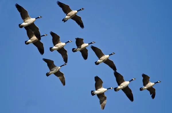Herde von Kanadagänsen fliegt in blauem Himmel — Stockfoto