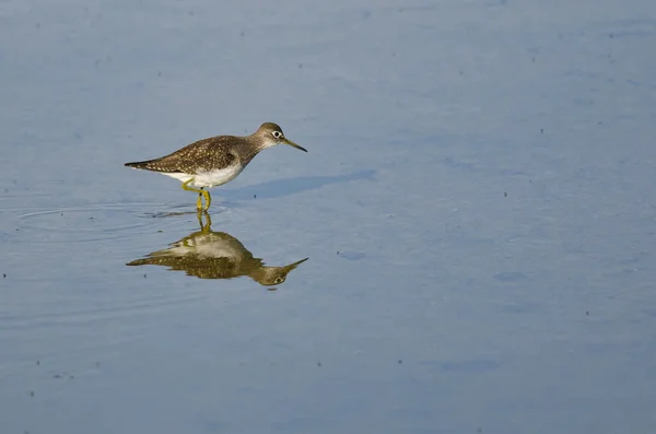 Flautista de arena de patas amarillas menor vadeando en aguas azules poco profundas — Foto de Stock