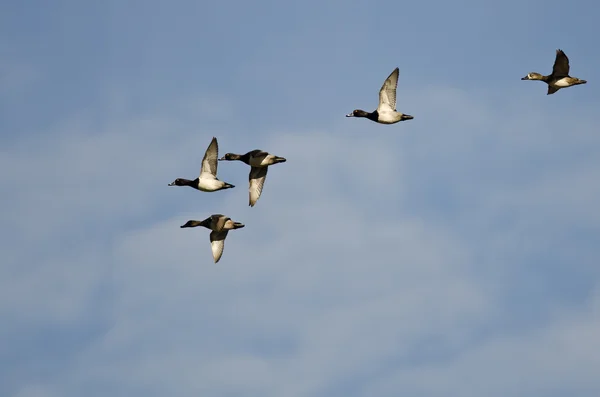 Herde Ringelhalsenten fliegt in einen blauen Himmel — Stockfoto