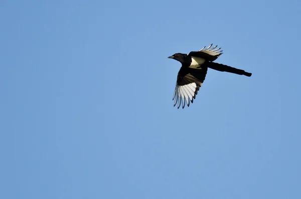 Black-Billed Magpie voando em um céu azul — Fotografia de Stock