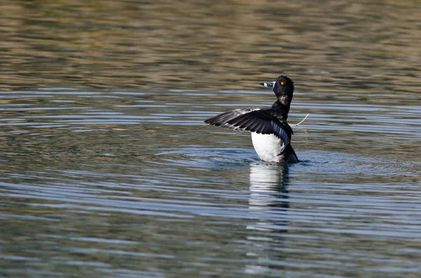 Ring - Necked Duck zijn vleugels uitrekken terwijl rusten op het Water — Stockfoto