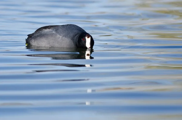 Amerikanischer Blässhuhn nimmt Blickkontakt auf, während er auf dem blauen Wasser ruht — Stockfoto