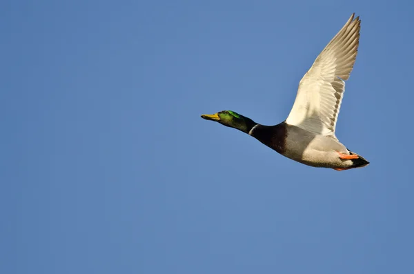 Pato macho Mallard volando en un cielo azul —  Fotos de Stock