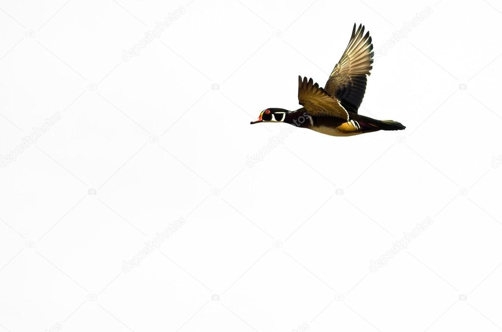 Male Wood Duck Flying on a White Background