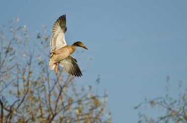 Düşük ağaçların üzerinden uçan kadın yeşilbaş ördek