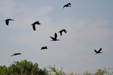 AK Ibis düşük Marsh üzerinde uçan sürüsü